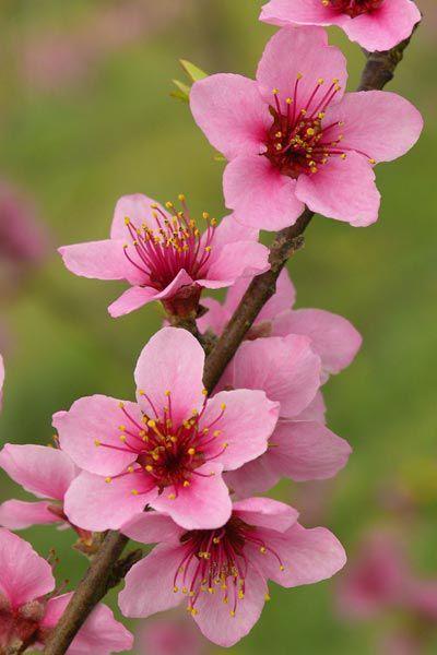 Enchanted Garden Vibrant Blossom Mix